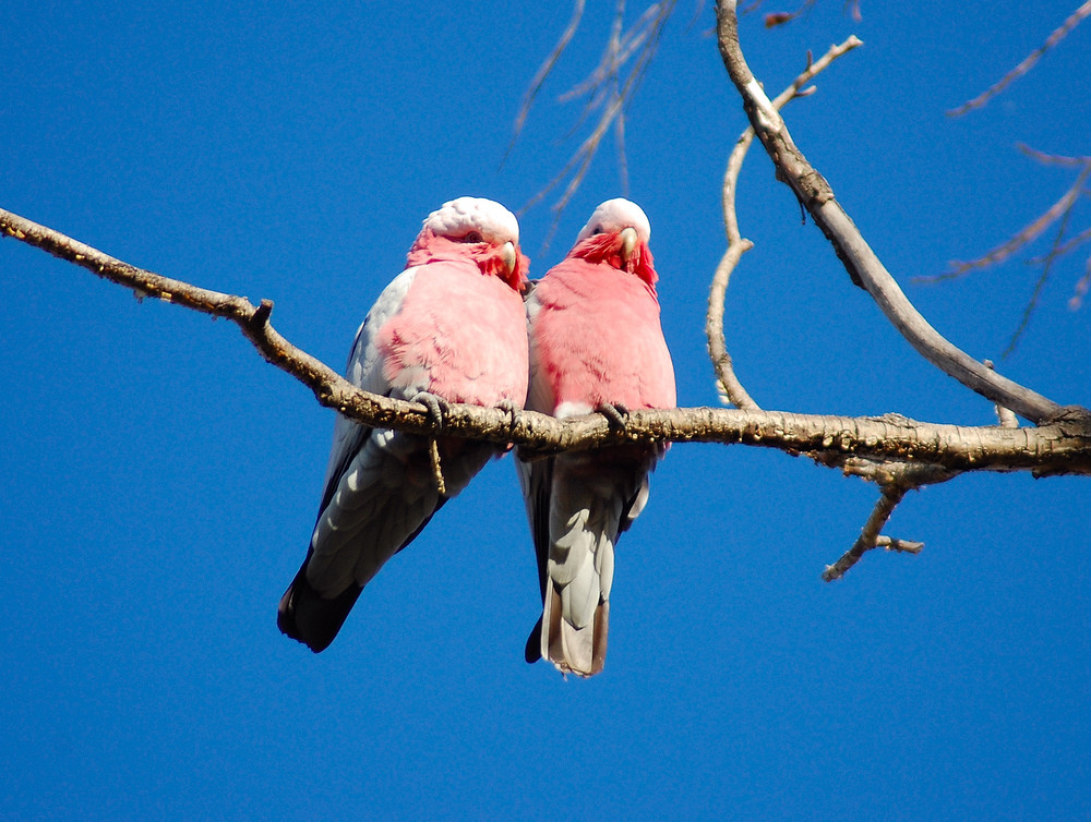 Galah 4 (freie Wildbahn)