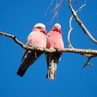 Galah 4 (freie Wildbahn)