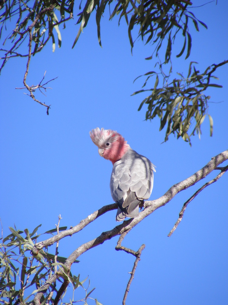 Galah