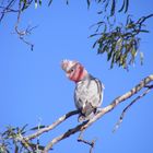 Galah