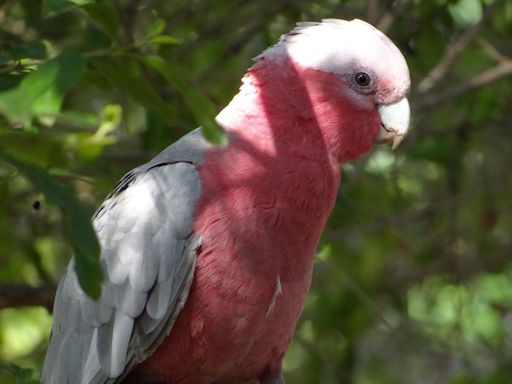 Galah