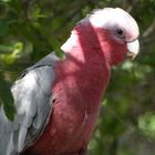 Galah