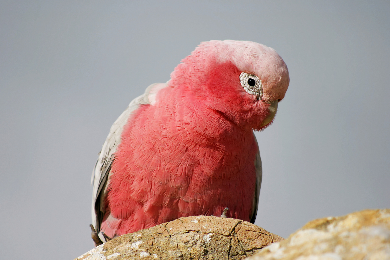 Galah