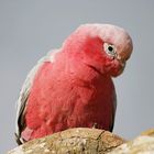 Galah