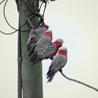 Galah