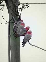 Galah