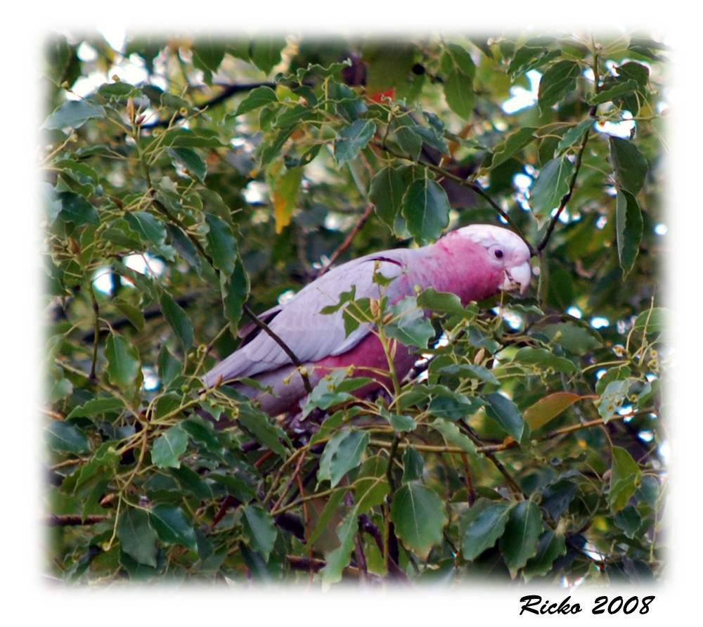 Galah - Dinner Time