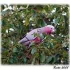 Galah - Dinner Time