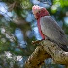 Galah