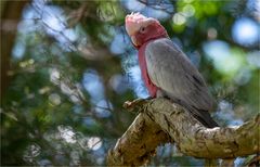 Galah