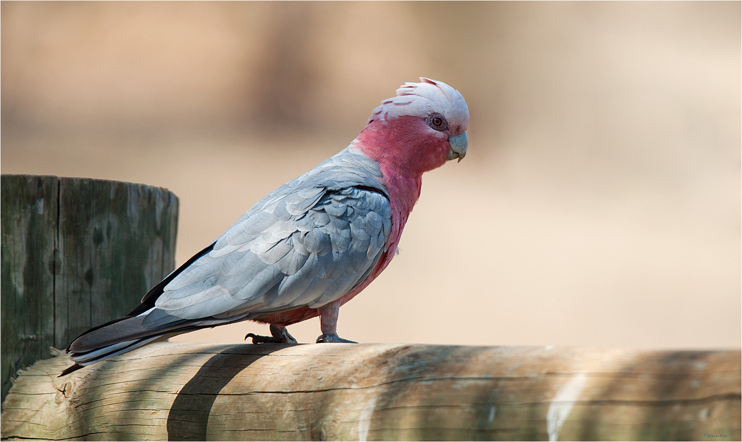 Galah