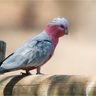 Galah