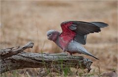 Galah