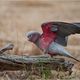 Australian Birds