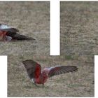 Galah having fun