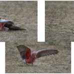 Galah having fun