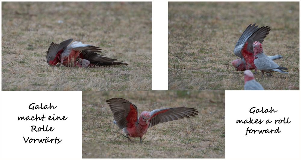 Galah having fun