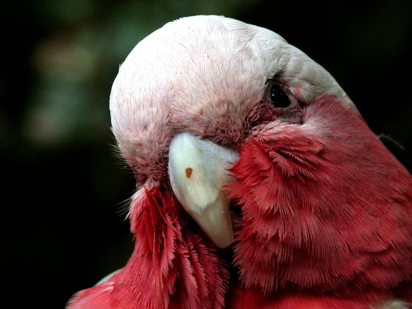 Galah im Loro Parque