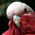 Galah im Loro Parque