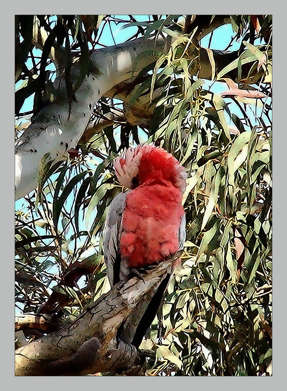 Galah in Gumtree