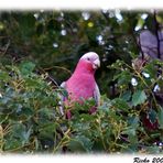 Galah - Pretty Boy