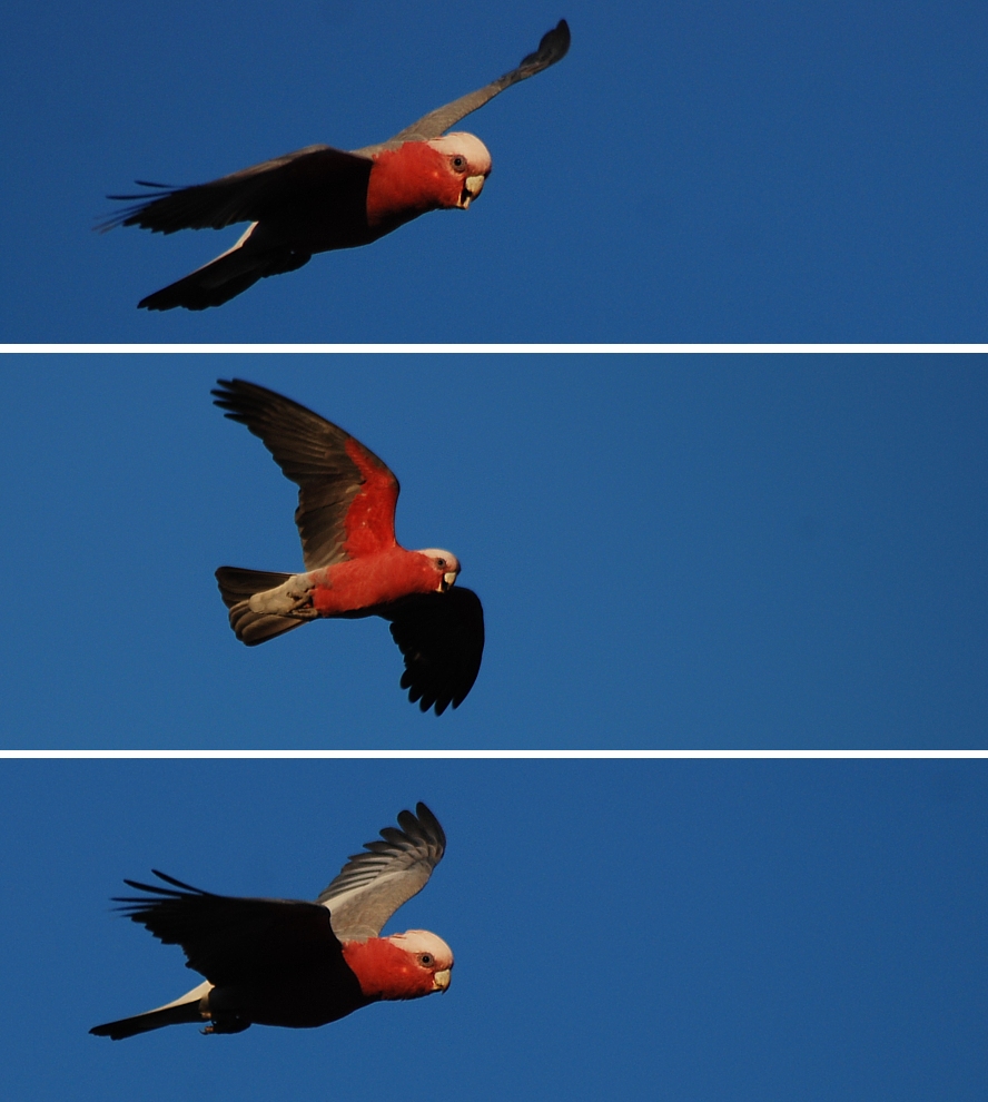 Galahs