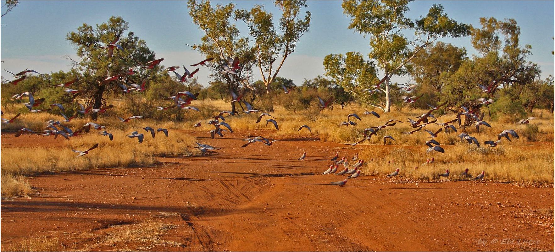 * Galahs *