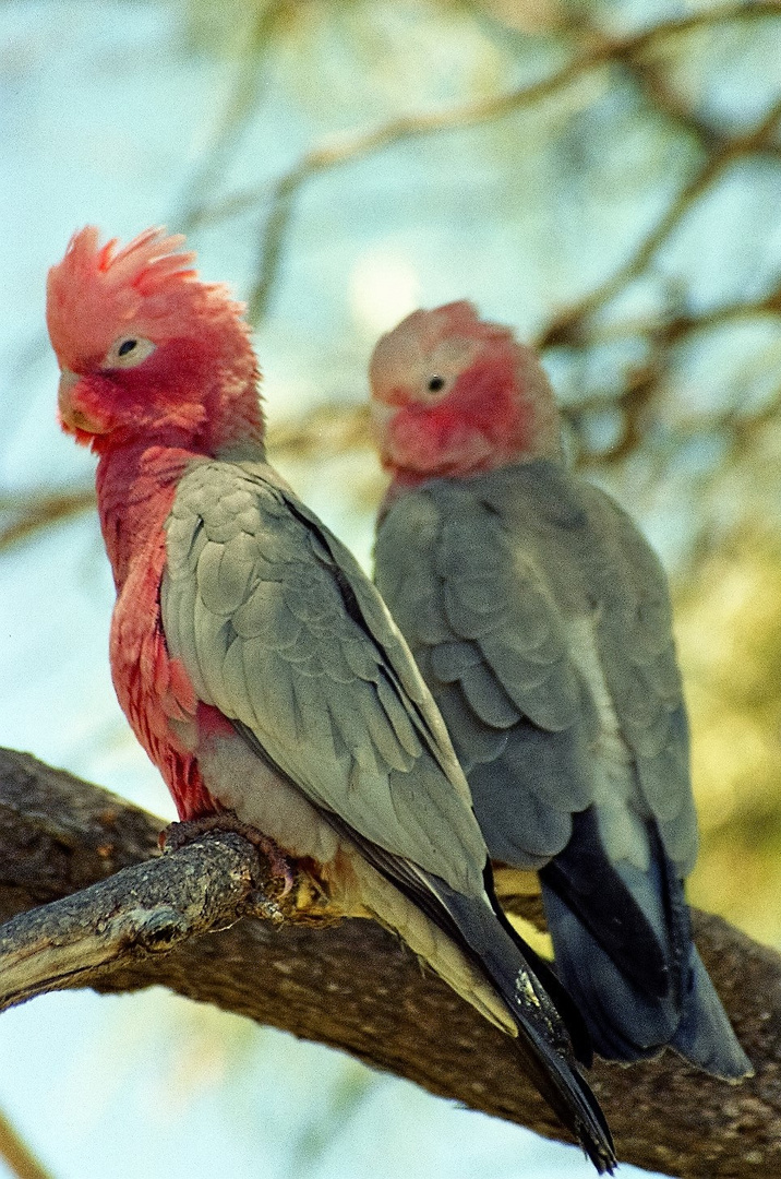 Galahs