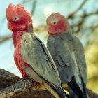 Galahs