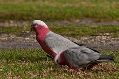 Galah´s