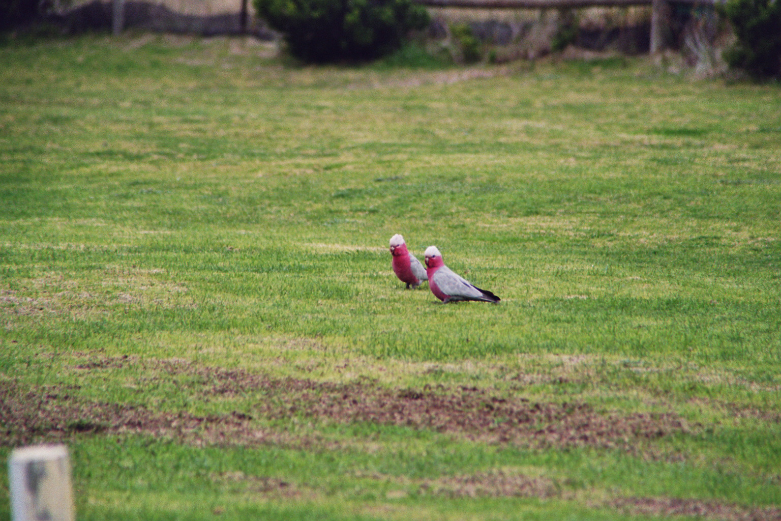 Galahs bei Beach Port