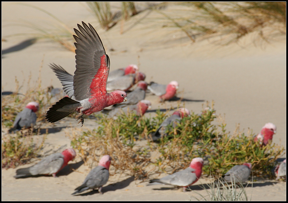 "Galahs"