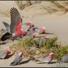 "Galahs"