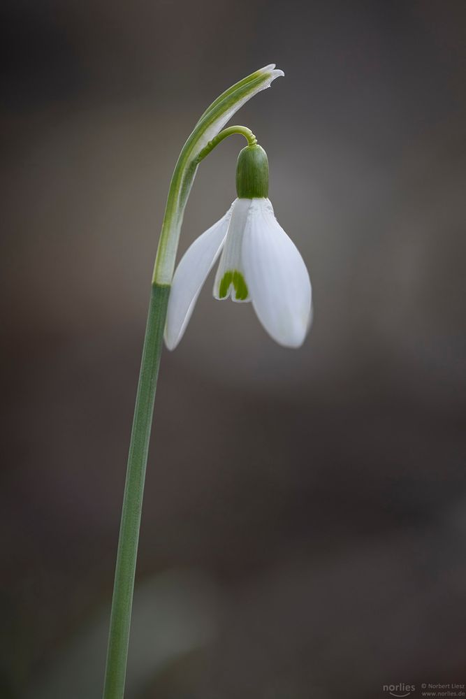 galanthus