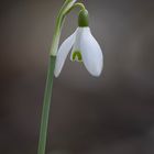 galanthus