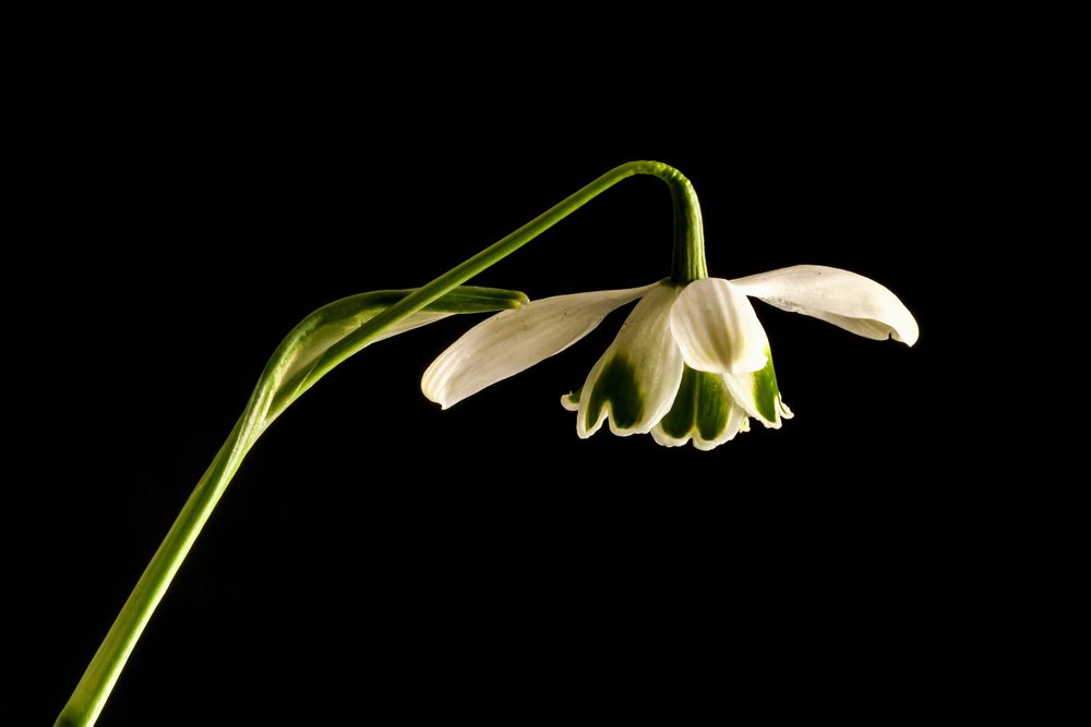 GALANTHUS