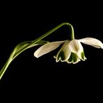 GALANTHUS