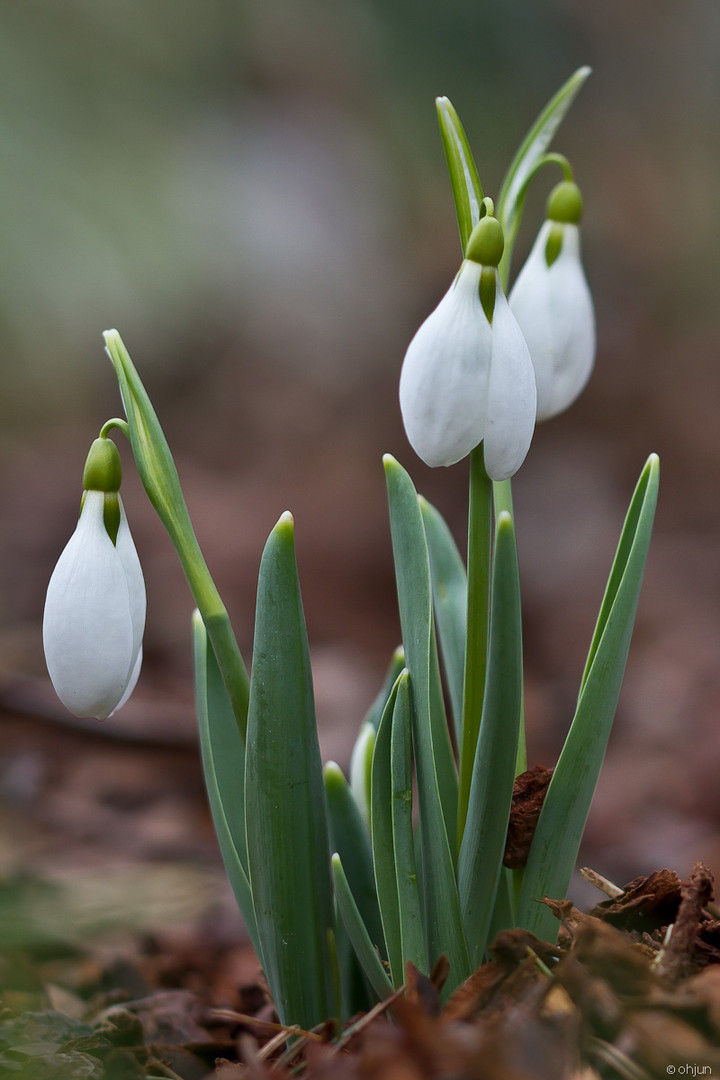 Galanthus