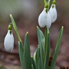 Galanthus