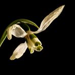 GALANTHUS