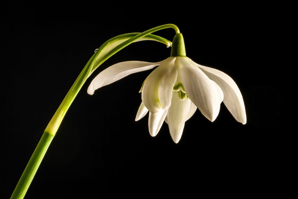 GALANTHUS