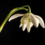 GALANTHUS