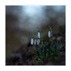 Galanthus