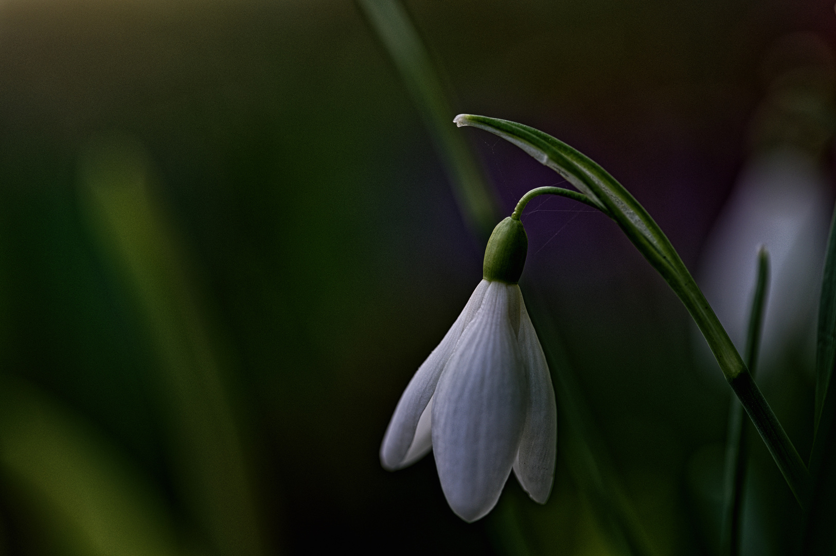 Galanthus, 2024