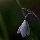 Galanthus, 2024