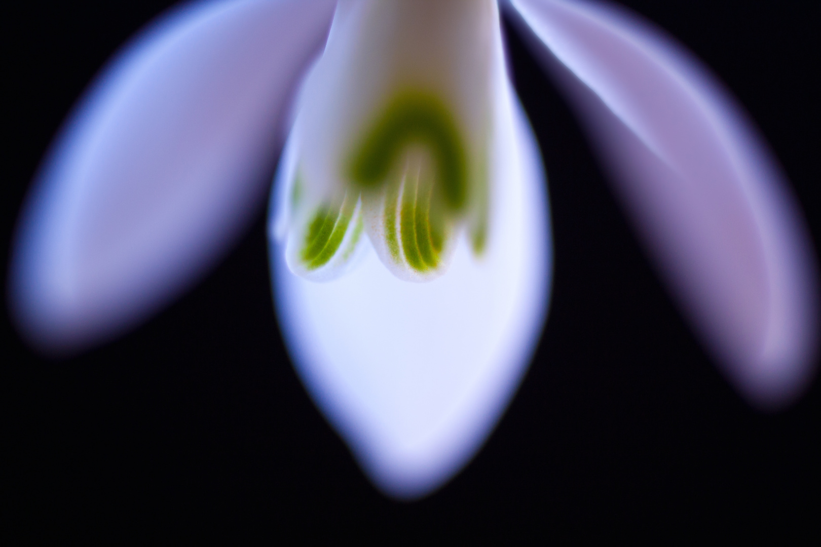 Galanthus