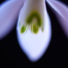 Galanthus