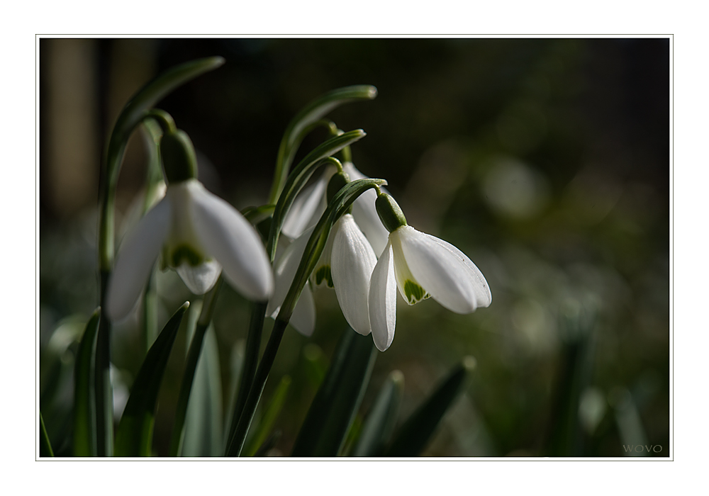 galanthus