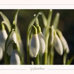 Galanthus