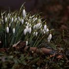  Galanthus